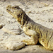Uromastyx aegyptia microlepis - Photo (c) Tamsin Carlisle, some rights reserved (CC BY-NC-SA)