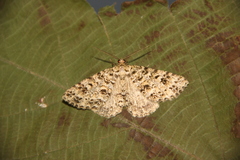 Melanolophiini