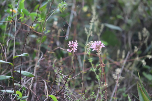 Image of Epidendrum arachnoglossum by (c) Steven Bodzin, some rights reserved (CC BY)