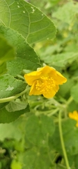 Abutilon indicum