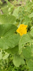 Abutilon indicum