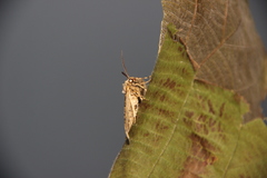 Melanolophiini