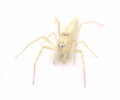 Oxyopes attenuatus