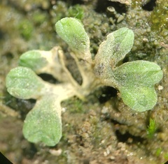 Riccia bifurca