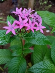 Pentas