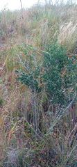 Asparagus mariae