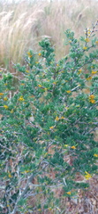 Asparagus mariae