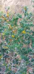 Asparagus mariae