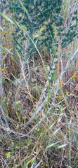 Asparagus mariae