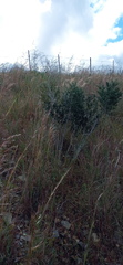 Asparagus mariae