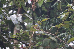 Drymophila striaticeps