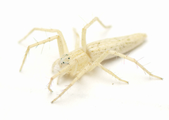Oxyopes attenuatus