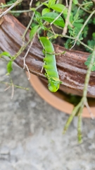 Daphnis nerii