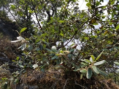 Cercocarpus macrophyllus