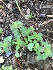 Lamium purpureum purpureum