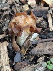 Discinaceae