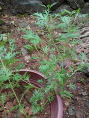 Leucospora multifida