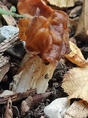 Discinaceae