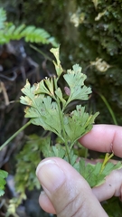 Asplenium wilfordii wilfordii