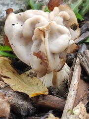 Discinaceae