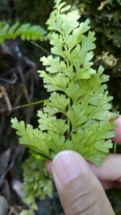 Asplenium wilfordii wilfordii