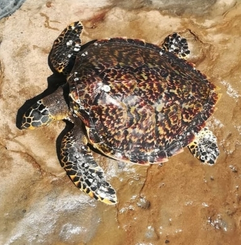 Photo of Hawksbill turtle (Eretmochelys imbricata)