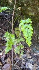 Asplenium wilfordii wilfordii