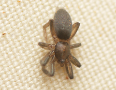 Encoptarthria