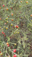 Muraltia spinosa
