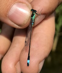 Ischnura aralensis