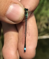 Ischnura aralensis