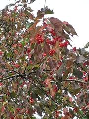Euonymus europaeus