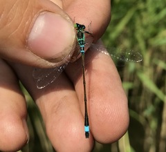 Ischnura aralensis