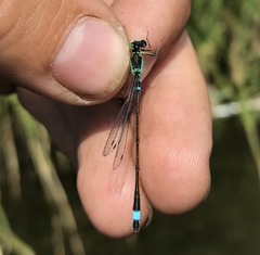 Ischnura aralensis