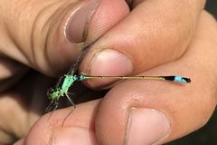 Ischnura aralensis