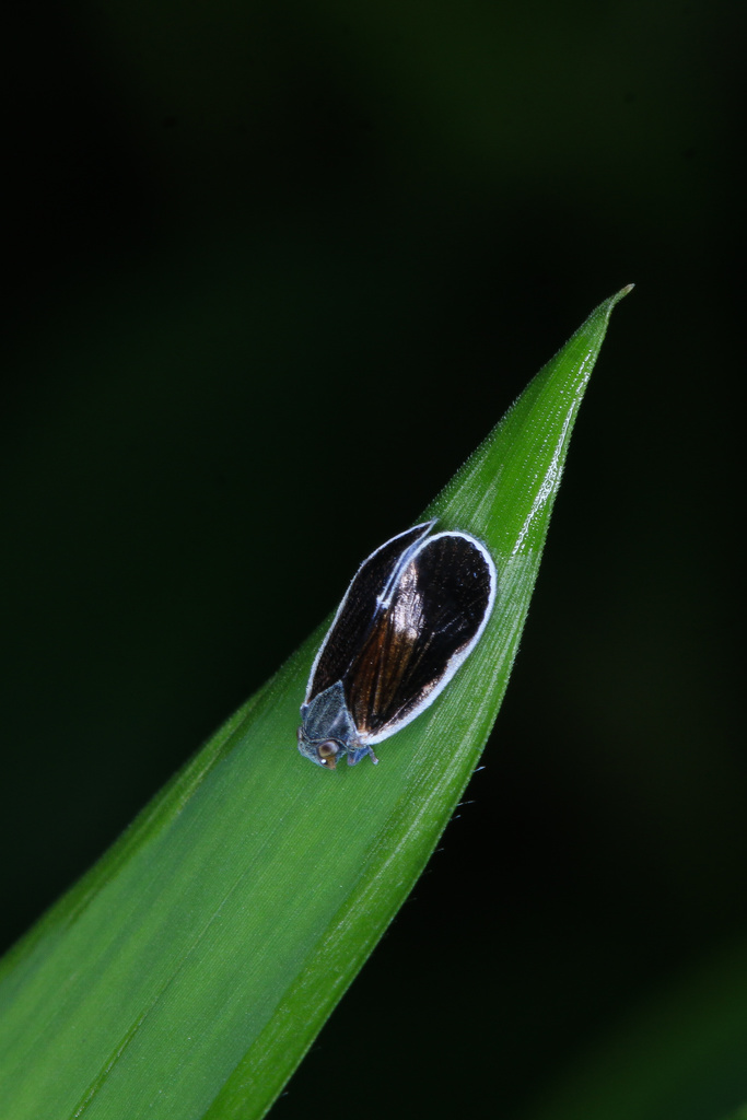 Mundopa campbelli