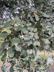 Tilia cordata