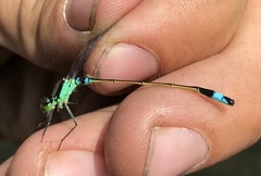 Ischnura aralensis