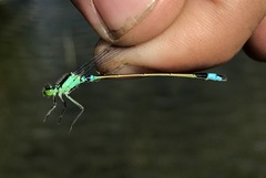 Ischnura aralensis