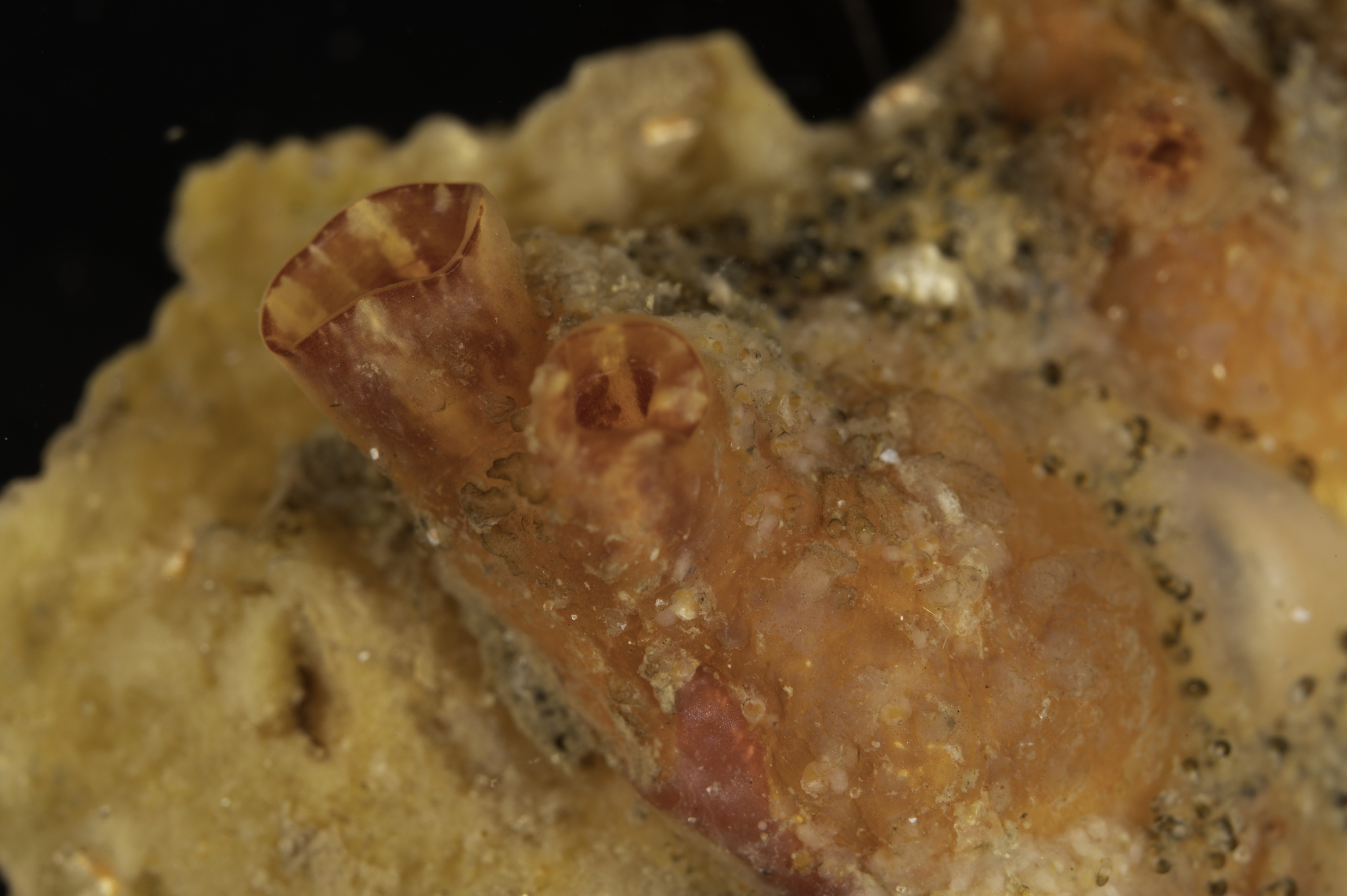 Asterocarpa humilis (Heller, 1878)