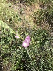 Sidalcea sparsifolia