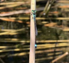 Ischnura aralensis