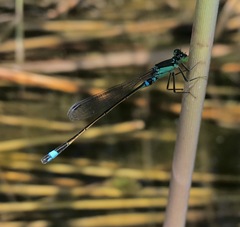 Ischnura aralensis