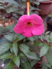 Achimenes