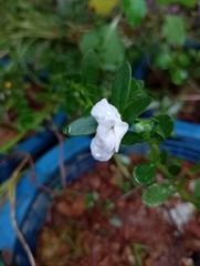 Mecardonia acuminata