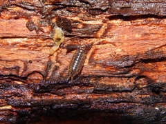 Ligidium hypnorum