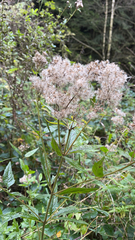 Eupatorium cannabinum