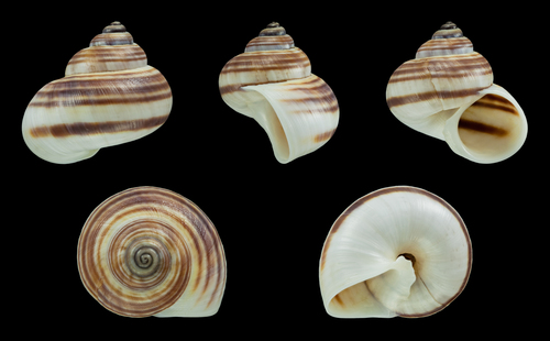 Tropidophora philippiana