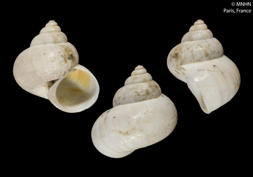 Tropidophora philippiana