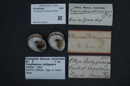 Tropidophora philippiana